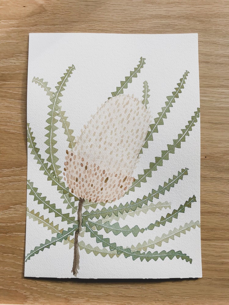 Banksia Hookeriana
